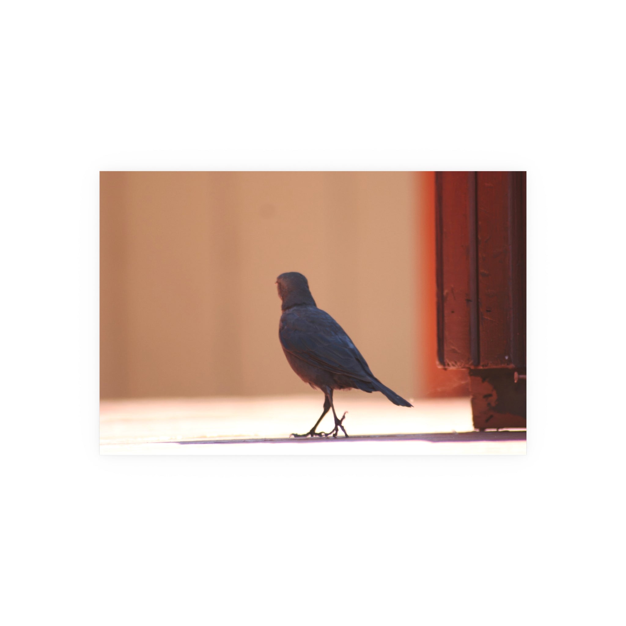 Walking Bird at Lake Tahoe | Wildlife Photography Print | Bird Wall Art | Nature Decor | Fine Art Photograph