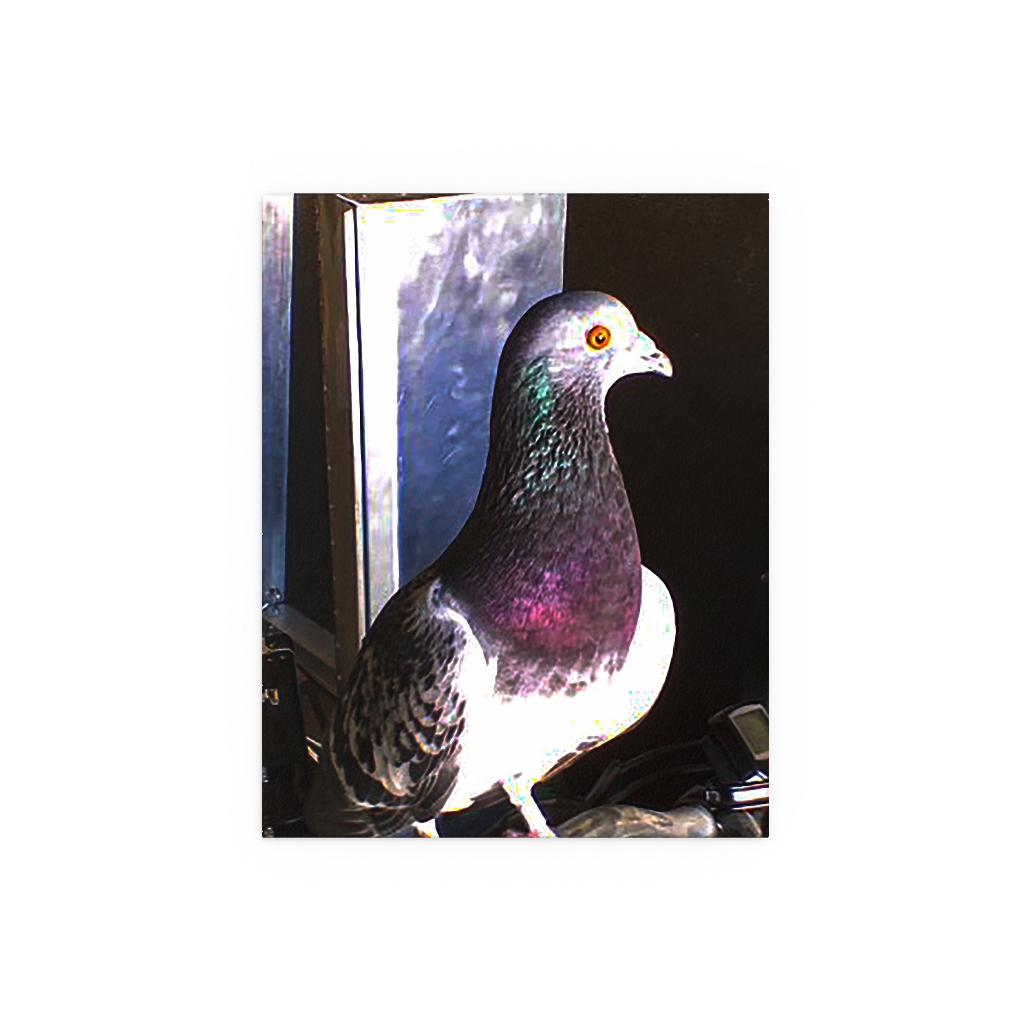 Walter Pigeon Wing Man | Funny Bird Photography Print | Fine Art Print