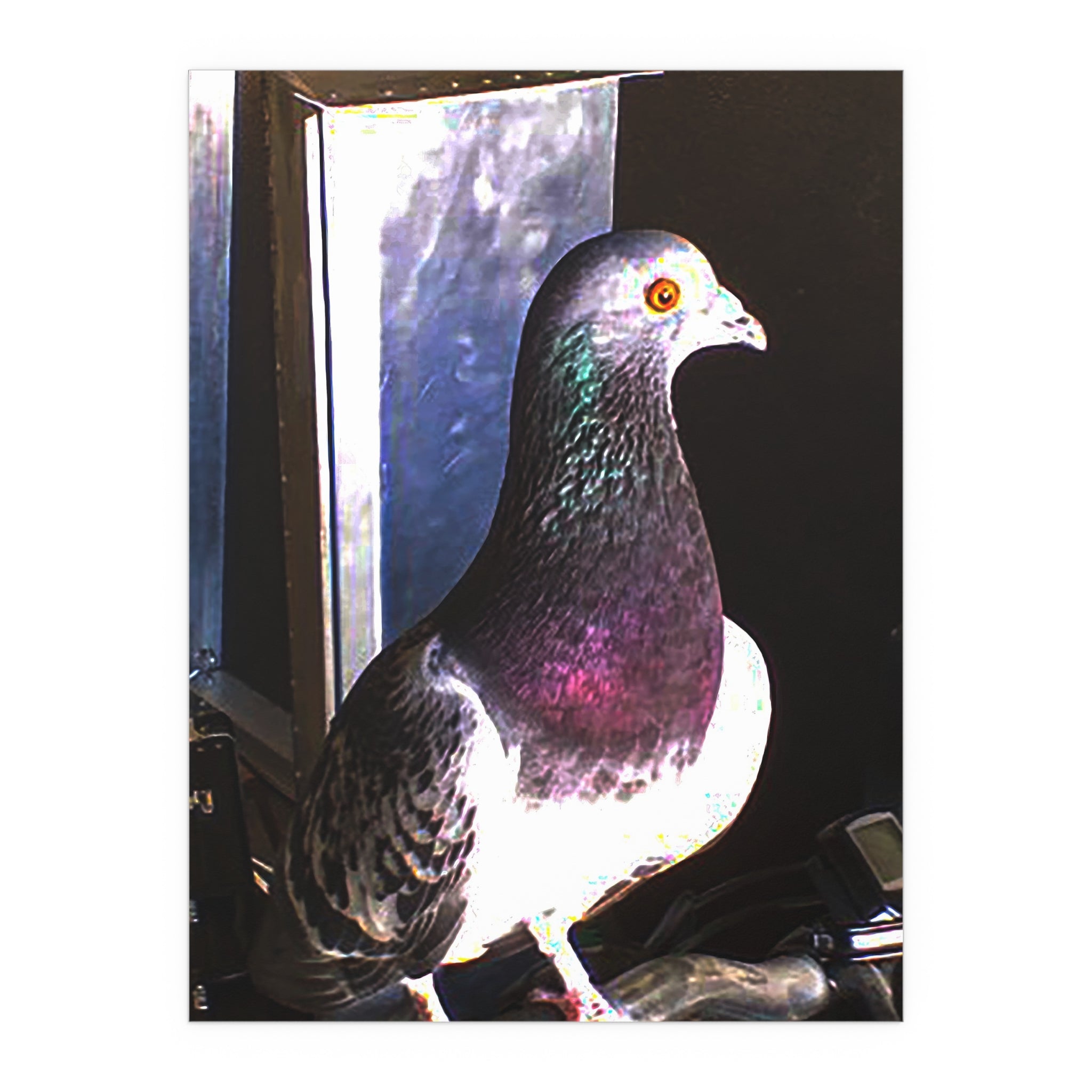 Walter Pigeon Wing Man | Funny Bird Photography Print | Fine Art Print