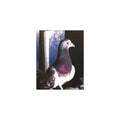 Walter Pigeon Wing Man | Funny Bird Photography Print | Fine Art Print