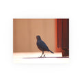 Walking Bird at Lake Tahoe | Wildlife Photography Print | Bird Wall Art | Nature Decor | Fine Art Photograph