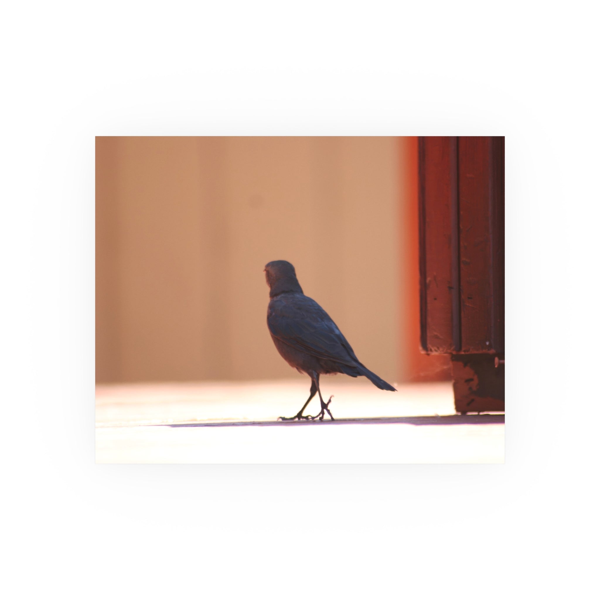 Walking Bird at Lake Tahoe | Wildlife Photography Print | Bird Wall Art | Nature Decor | Fine Art Photograph