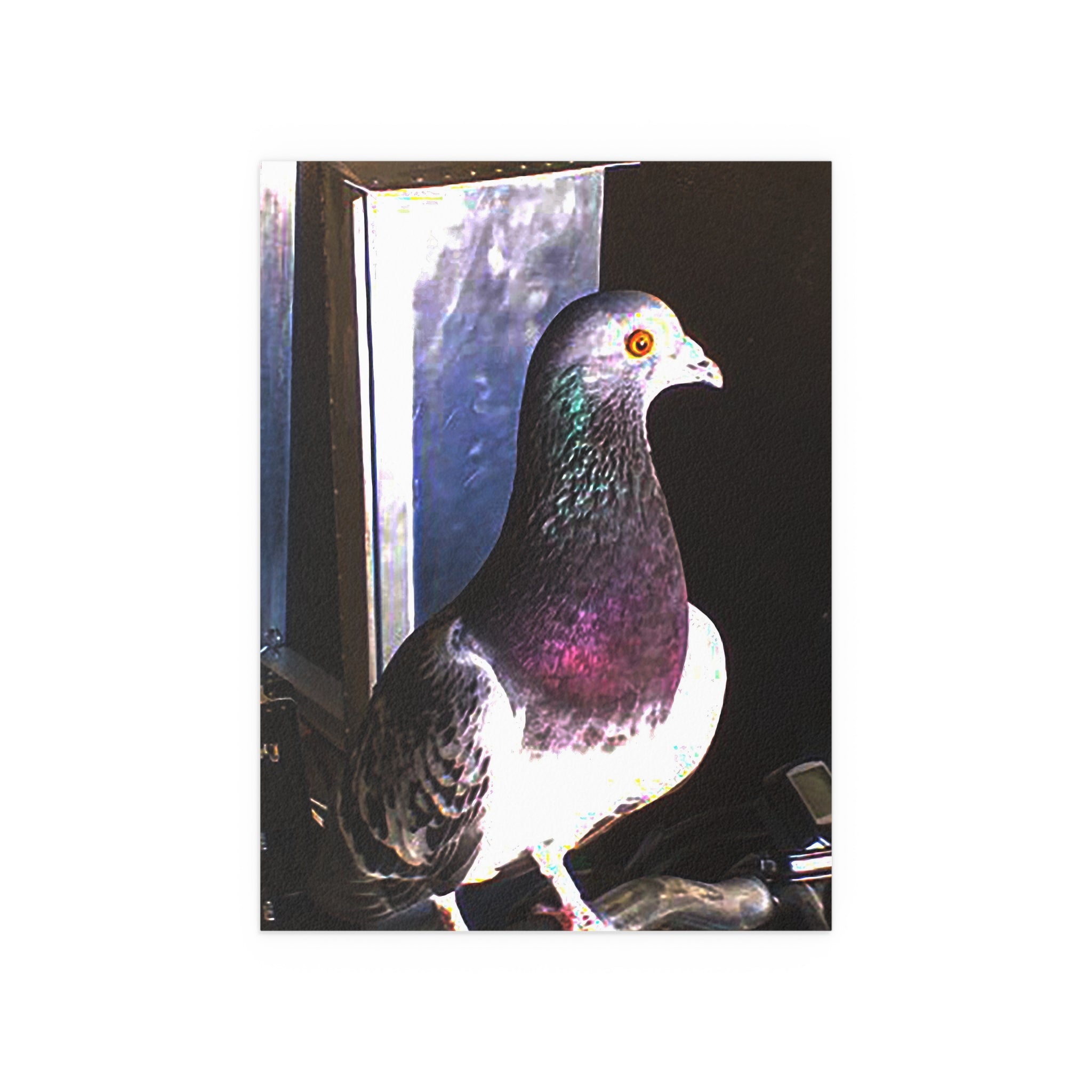 Walter Pigeon Wing Man | Funny Bird Photography Print | Fine Art Print